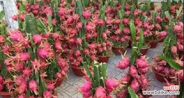 探寻火龙果象征的意义与祝福寓意 火龙果的寓意与祝福