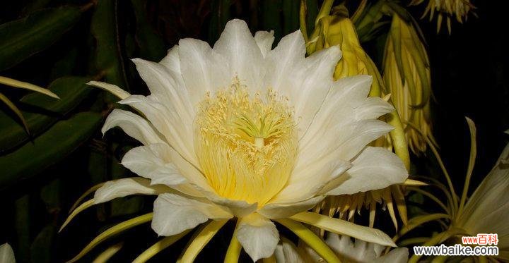 探寻火龙果象征的意义与祝福寓意 火龙果的寓意与祝福