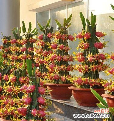 探寻火龙果花背后的隐含意义 火龙果花的寓意与象征