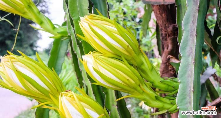 探寻火龙果花背后的隐含意义 火龙果花的寓意与象征