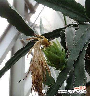 探寻火龙果花背后的隐含意义 火龙果花的寓意与象征