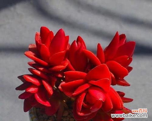 唯美绚丽中蕴含的深意 烈火焚身的花海——以火祭的花语与寓意