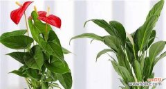 揭秘火鹤花的吉祥象征和布置要点 火鹤花的风水寓意与摆放位置