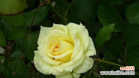 用黄月季传达的秋天之美 黄月季花语的象征与寓意