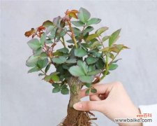 黄月季花的代表意义及文化传承 以黄月季花为象征的寓意与意义