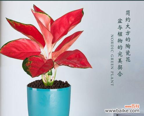 红花绽放的时间与美好祝愿 吉利红花开时，幸福的寓意如何延续