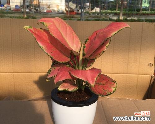 红花绽放的时间与美好祝愿 吉利红花开时，幸福的寓意如何延续