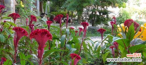 鸡冠花的美丽与多样性 鸡冠花的花语与寓意