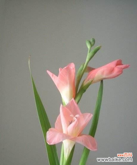 剑兰花语与寓意 剑兰花