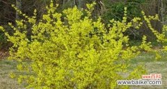 揭秘以假连翘花的象征意义 以假连翘花的寓意与象征