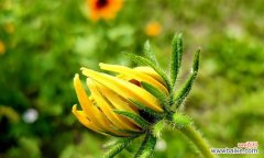 传递无尽的希望与坚强 金光菊的花语