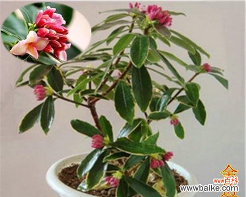 迎福招财的瑞香 金边瑞香的风水寓意与摆放位置