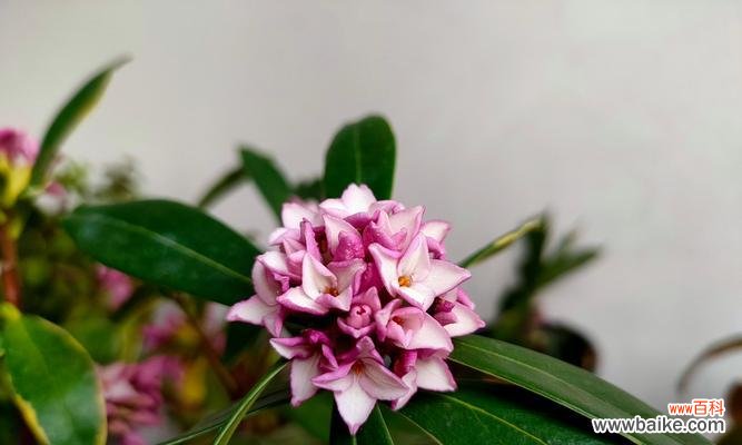 迎福招财的瑞香 金边瑞香的风水寓意与摆放位置