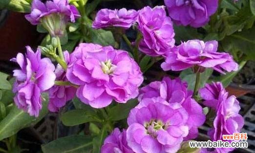 金丝菊所代表的意义和象征 金丝菊花语解读