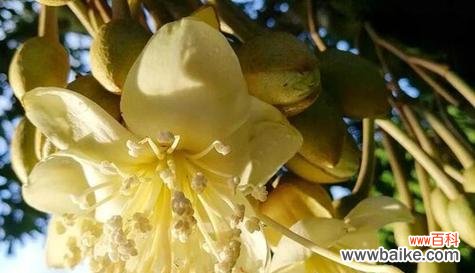 金丝菊所代表的意义和象征 金丝菊花语解读