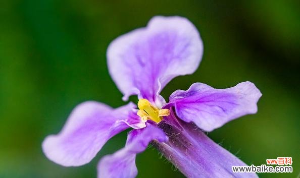 金丝菊所代表的意义和象征 金丝菊花语解读