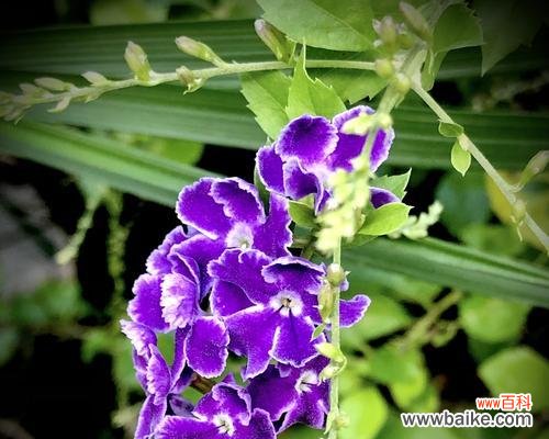 金露花的花语与寓意 金露花——花开如金寄情真爱