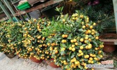 迎福招财 金桔树的风水寓意与摆放位置解析