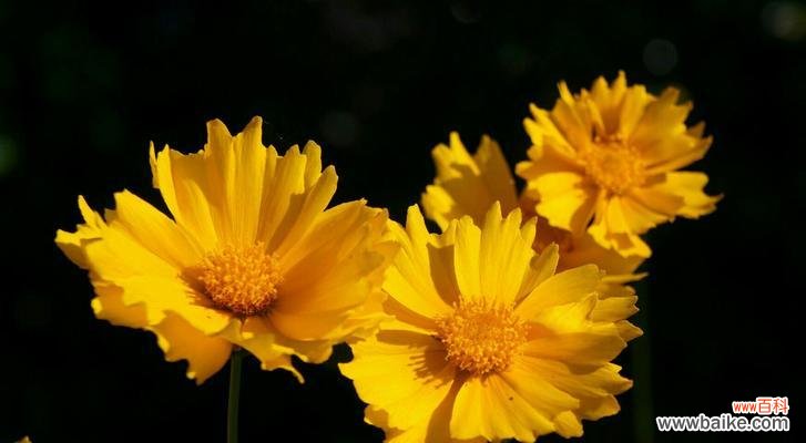 探寻金鸡菊的花语与寓意 金鸡菊的花语和寓意