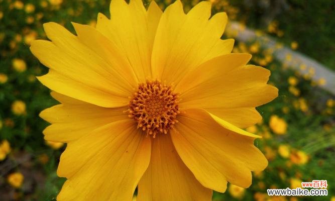 探寻金鸡菊的花语与寓意 金鸡菊的花语和寓意