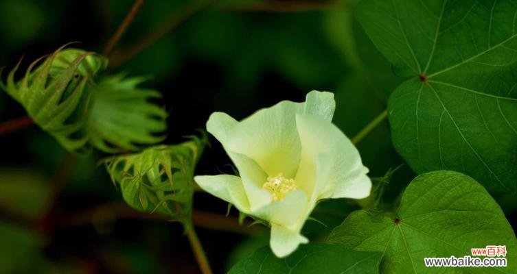 探索白兰花的文化内涵与城市形象 晋江市的市花——白兰花的象征意义