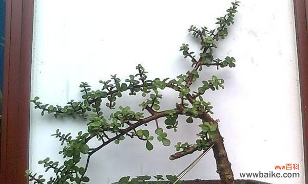 探寻金枝玉叶的奥秘 金枝玉叶的寓意和象征风水