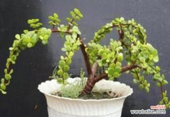 探寻金枝玉叶的奥秘 金枝玉叶的寓意和象征风水