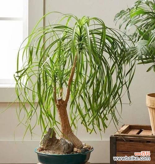 以酒瓶兰花绽放 酒瓶兰的盛放——蕴含的寓意与象征