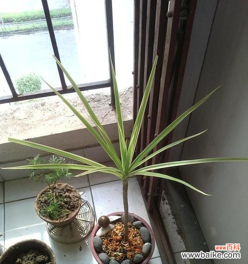 以酒瓶兰花绽放 酒瓶兰的盛放——蕴含的寓意与象征