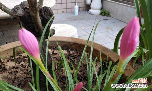 深入解读韭莲的花语 揭示韭莲的花语之美