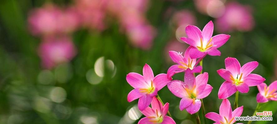 深入解读韭莲的花语 揭示韭莲的花语之美