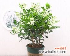 探寻九里香的风水奥秘 九里香的风水寓意与摆放位置