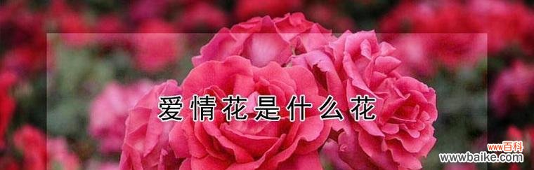 解读九朵玫瑰花的意义 九朵玫瑰花的花语与含义