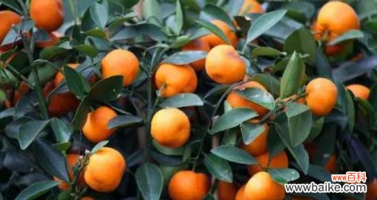 探寻桔子背后的丰富象征意义 桔子的象征意义与代表