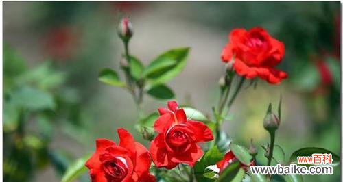 探索花海中的情感语言 月季花语的深意与寓意