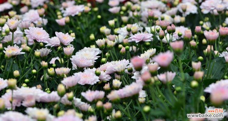 探寻黄菊花所代表的情感与象征 黄菊花的花语与寓意