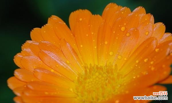 探寻黄菊花所代表的情感与象征 黄菊花的花语与寓意