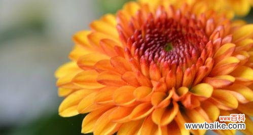 探寻黄菊花所代表的情感与象征 黄菊花的花语与寓意