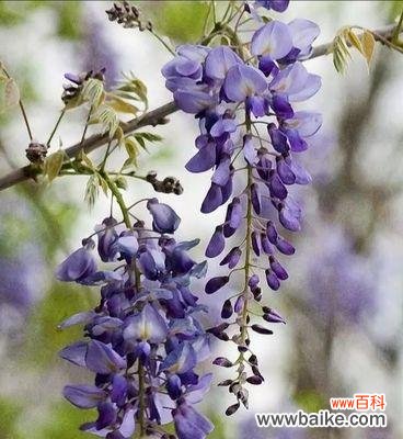 解读紫藤花的花语 紫藤花的花语与美丽