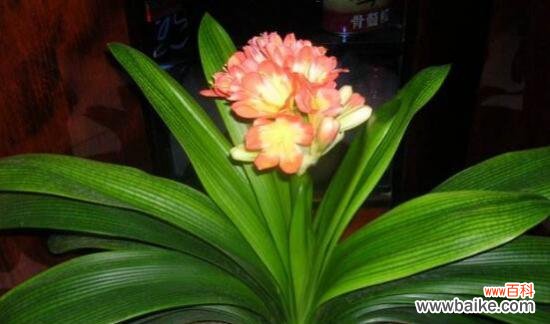 探寻君子兰开花的含义及象征 君子兰开花的寓意与好兆头