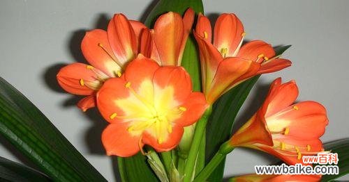 探寻君子兰开花的含义及象征 君子兰开花的寓意与好兆头