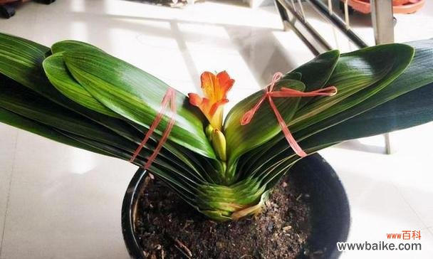 探寻君子兰开花的含义及象征 君子兰开花的寓意与好兆头