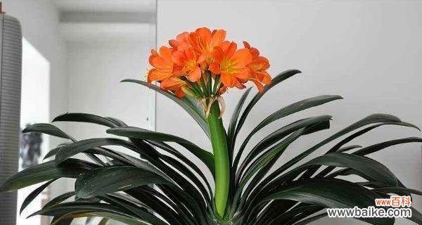 探寻君子兰的深意和象征意义 以君子兰花语与寓意