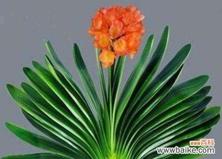 君子兰的寓意与文化内涵 以君子兰为象征意义的花卉之美