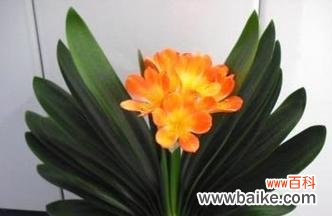 君子兰的寓意与文化内涵 以君子兰为象征意义的花卉之美