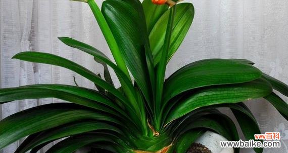 君子兰的寓意与文化内涵 以君子兰为象征意义的花卉之美