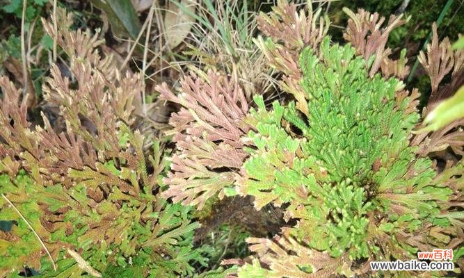 探索卷柏的美丽花语和深远寓意 卷柏花语与寓意——探秘自然之美的象征