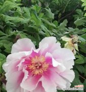 揭秘开封市的市花——丁香花 开封市的市花及其寓意