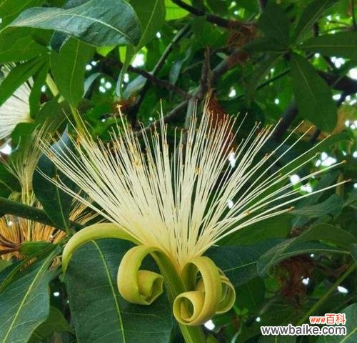 孔雀竹芋开花的奇观与象征意义 孔雀竹芋的花朵