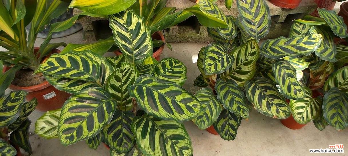 孔雀竹芋开花的奇观与象征意义 孔雀竹芋的花朵